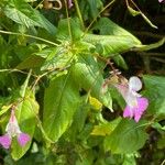 Impatiens balfourii Blad