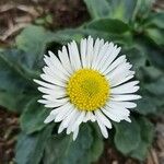 Bellis sylvestrisFlors