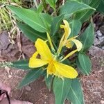 Canna glauca 花