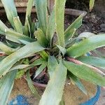 Bromelia karatas পাতা