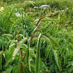 Sanguisorba dodecandra 葉