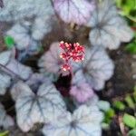 Heuchera sanguineaFlor