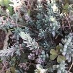 Teucrium expassum List