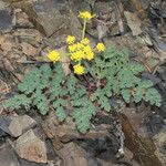 Lomatium martindalei ᱛᱟᱦᱮᱸ