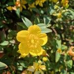 Hypericum patulum Floare