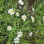 Melampodium leucanthum Кветка