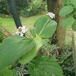 Lantana trifolia Leaf