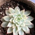 Echeveria colorata 整株植物