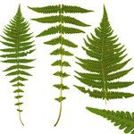 Thelypteris quelpartensis Autre