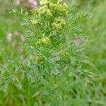 Senecio sylvaticusFlower