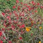 Calliandra californica Цвят