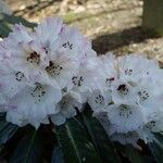 Rhododendron pudorosum Flor