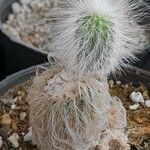 Echinocereus longisetus Celota