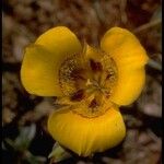 Calochortus clavatus Flower