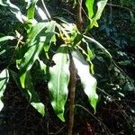 Cinnamomum oliveri Leaf