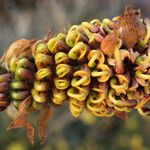 Grevillea eryngioides Voninkazo