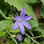 Campanula poscharskyana Fiore