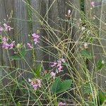 Desmodium paniculatum Květ