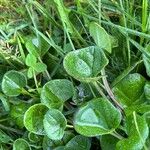 Cochlearia officinalis Fuelha