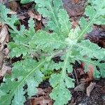 Senecio viscosus Blatt