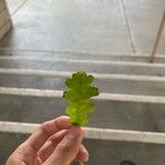 Quercus lobata Hoja