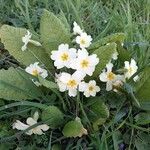 Primula vulgaris Blüte