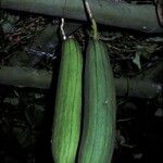 Luffa cylindrica Fruit