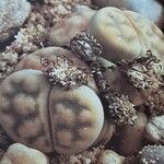 Lithops karasmontana Fruit