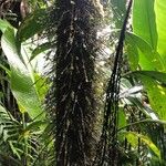 Aiphanes minima Corteza