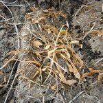 Ranunculus lateriflorus Habit