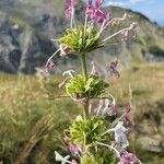 Morina persica Blüte