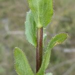 Arabis planisiliqua Leaf