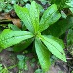 Oclemena acuminata Blad