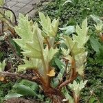 Hydrangea quercifolia Blad