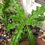 Cirsium arvenseLapas