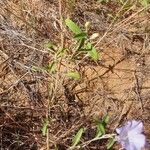 Bonamia spectabilis Sonstige