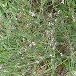 Lepidium graminifolium Habit