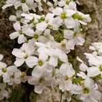 Draba ossetica Flor