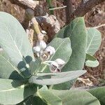 Calotropis procera Liść