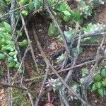 Huernia macrocarpa Lapas