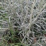 Helichrysum italicum Blatt
