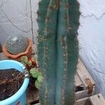 Cereus repandusBlatt