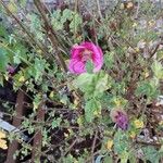 Anisodontea capensis Flower