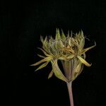 Tordyliopsis brunonis Flower