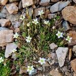 Sabulina verna Plante entière