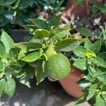 Citrus reticulata Plod