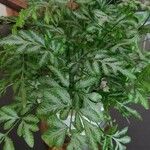 Pteris ensiformis ᱮᱴᱟᱜ