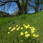 Senecio vernalis Floare