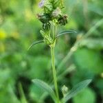 Silene apetala Bark