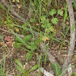 Catapodium rigidum Hábito